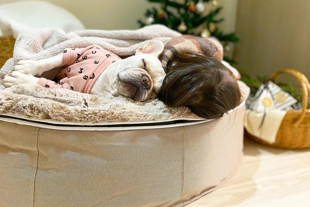 Pet Lounge Dog Bed